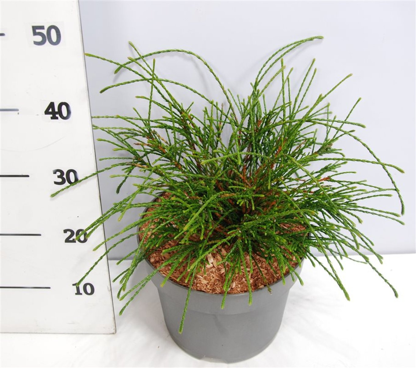 Thuja – Thuja plicata 'Whipcord' - C7.5 30-40 cm.